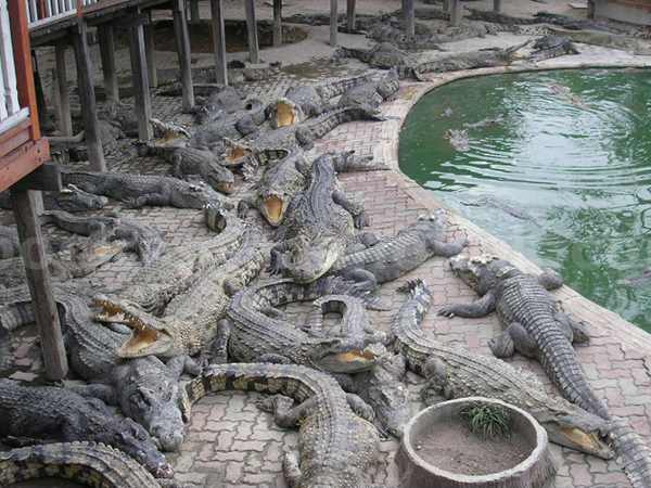 Depresi, Nenek 65 Tahun Ini Bunuh Diri Lompat ke Kolam Buaya!